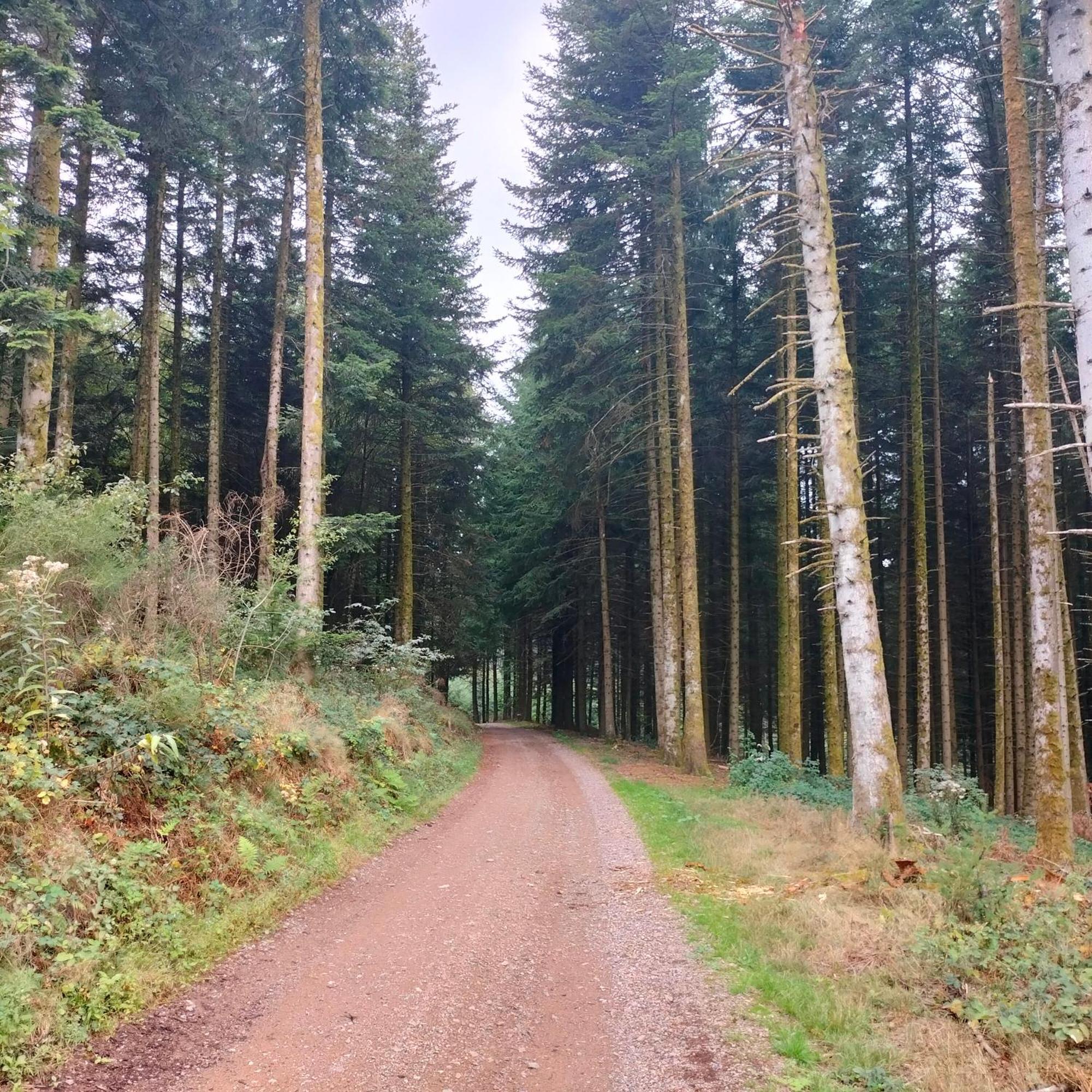 Gite Des Sapins Ranchal Ngoại thất bức ảnh